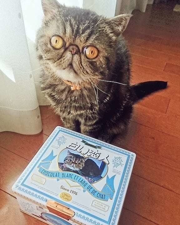 「白い恋人」缶の前に座るエキゾチック・ショートヘアー