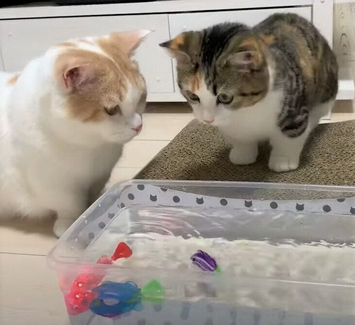 魚のおもちゃを見つめる2匹
