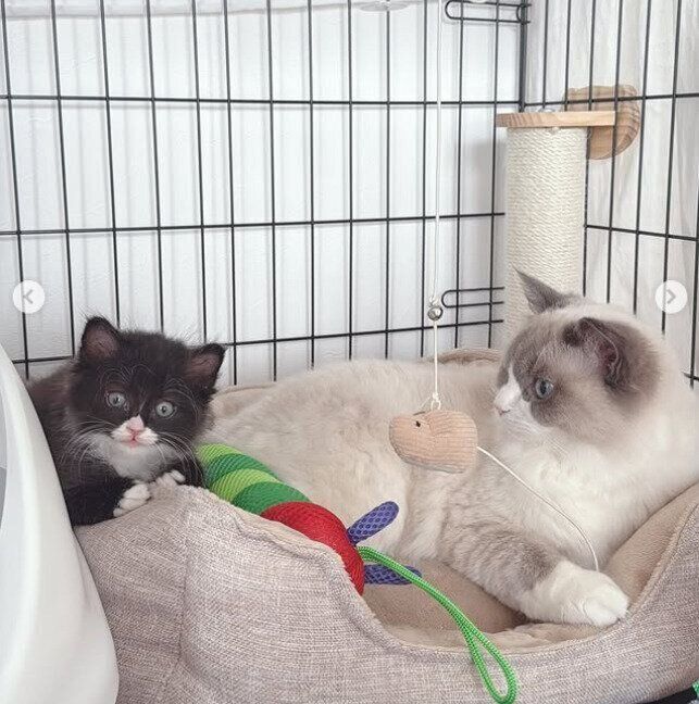 対面して間もない頃のちょびくんとエマちゃん