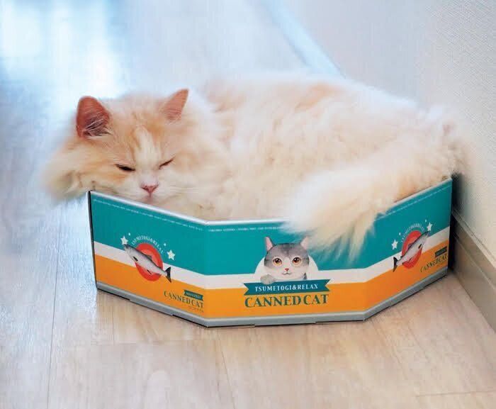 猫の缶詰バスケットでくつろぐ猫