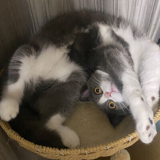 ブリティッシュショートヘアの路空くん