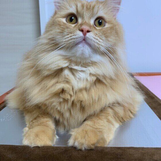 カイくん（ラガマフィン）