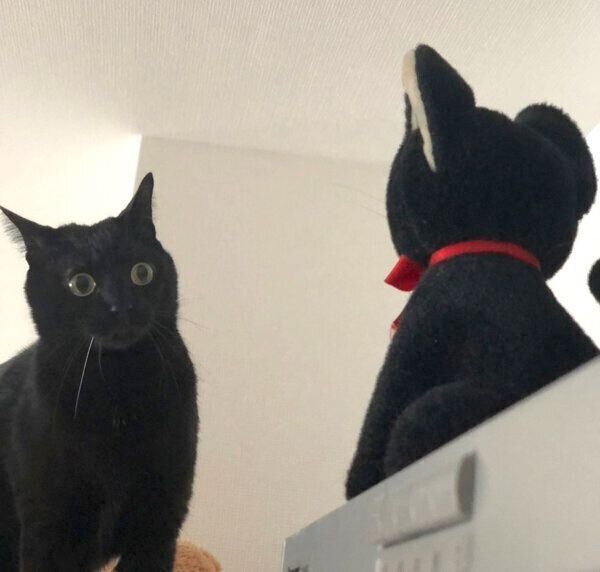 ぬいぐるみを見つめるこねろくくん