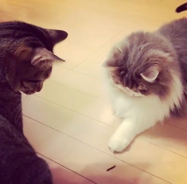 虫が気になる猫