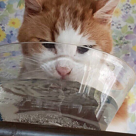透明の容器に入った水を飲んでいる猫（MIX）