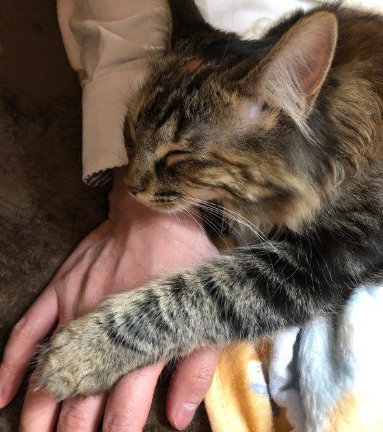 気持ち良く睡眠中、ノルウェージアンフォレストキャットのショコラ