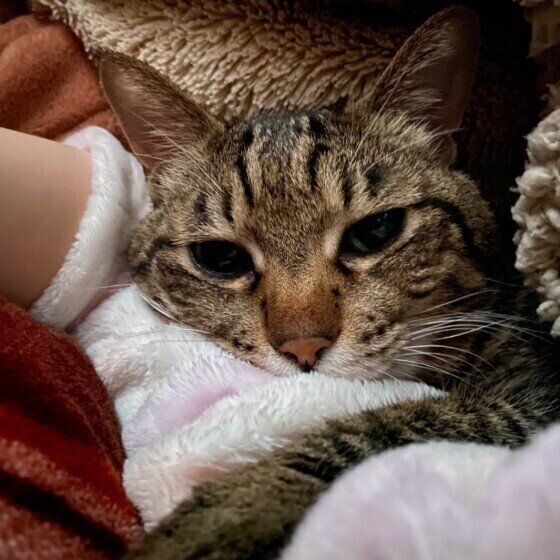 キジトラ猫のとらたちゃん