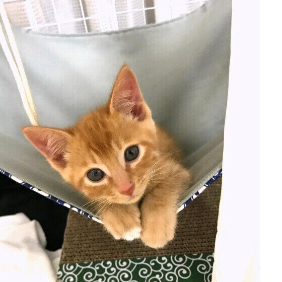 茶トラのおとうとくん