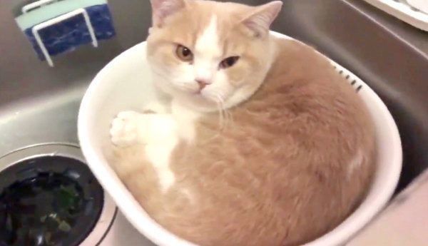 洗い桶の中でくつろぐてんぷらちゃん