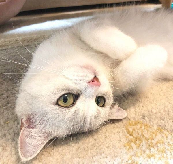 寝転がるネギトロちゃん