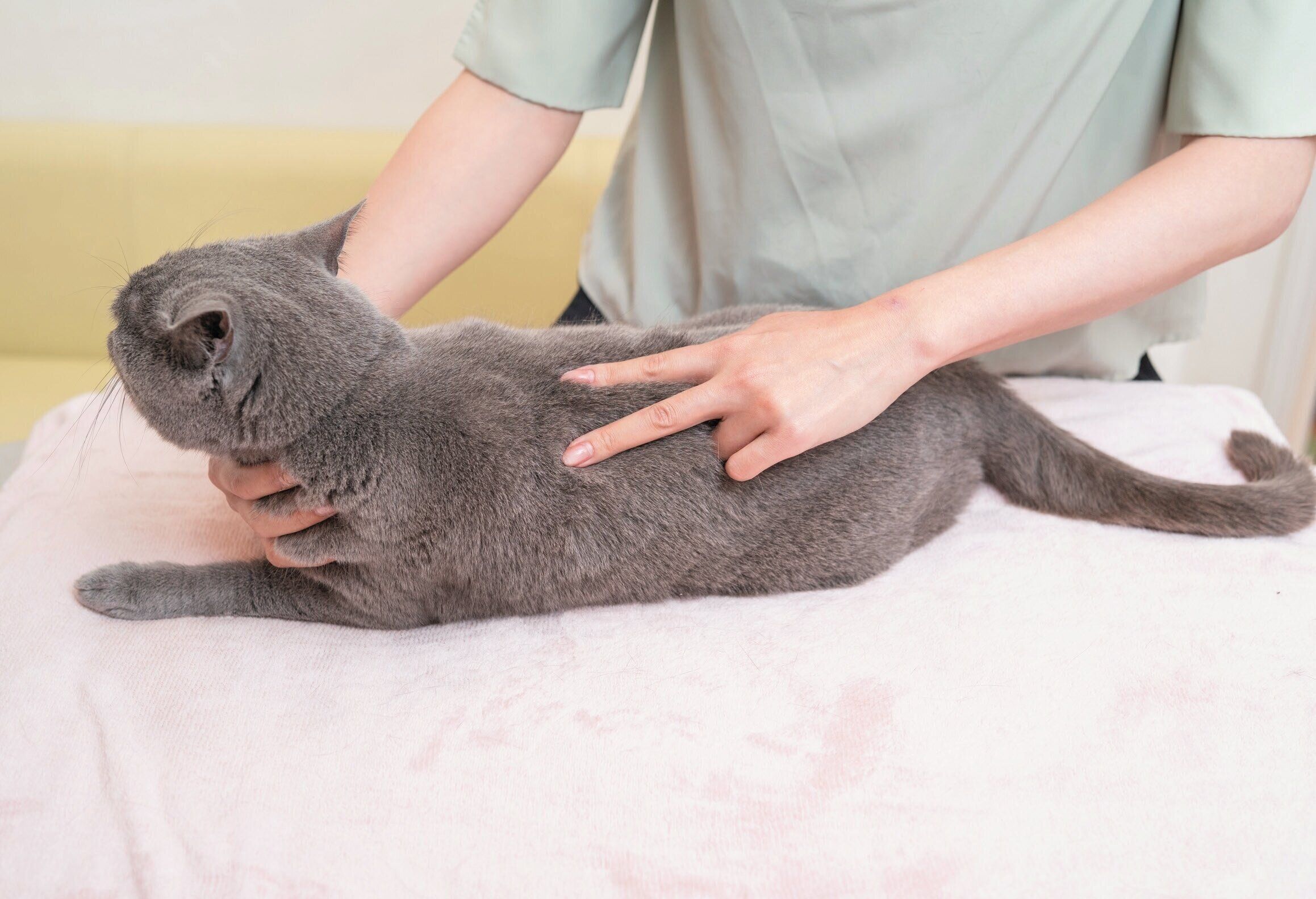 背中のツボを刺激するマッサージ