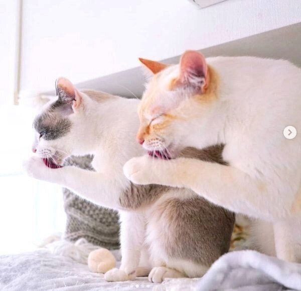 シンクロ姿を披露するチャコたんとすず香ちゃん