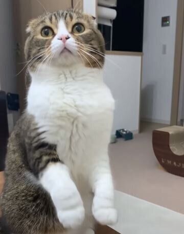 おやつをねだる猫