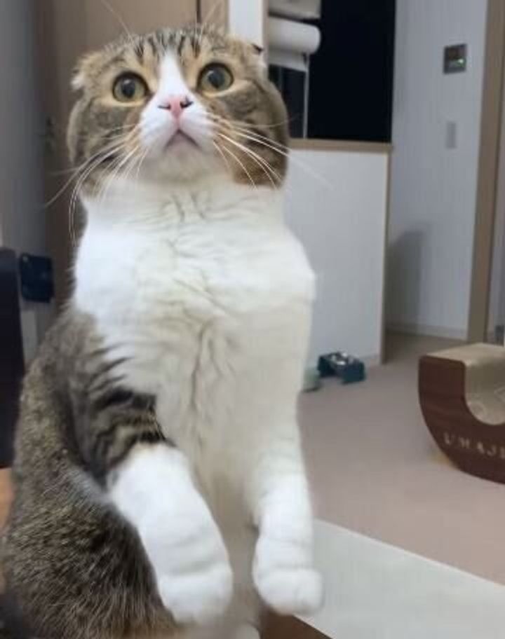 見つめる 可愛い鳴き声は反則です おやつが欲しい猫のあざといアピールに思わず悶絶 ねこのきもちweb Magazine 見つめる 可愛い鳴き声は反則です おやつが欲しい猫のあざといアピールに思わず悶絶 ねこのきもちweb Magazine
