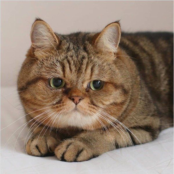 見つめるエキゾチックショートヘア