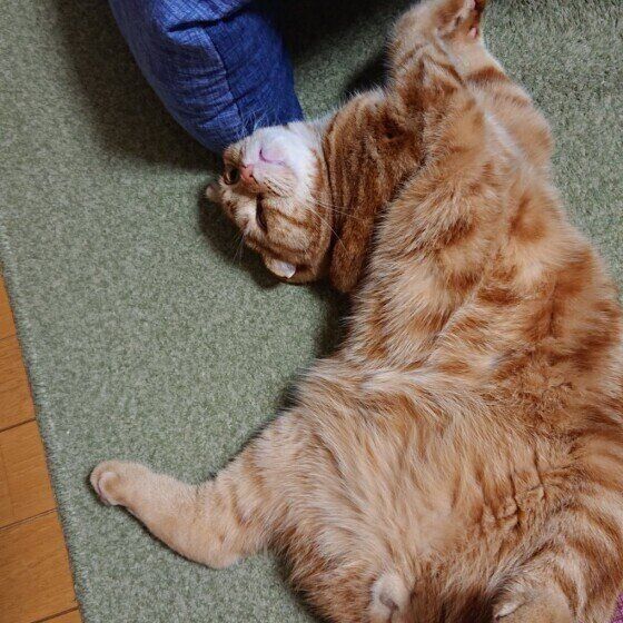 スリスリする猫