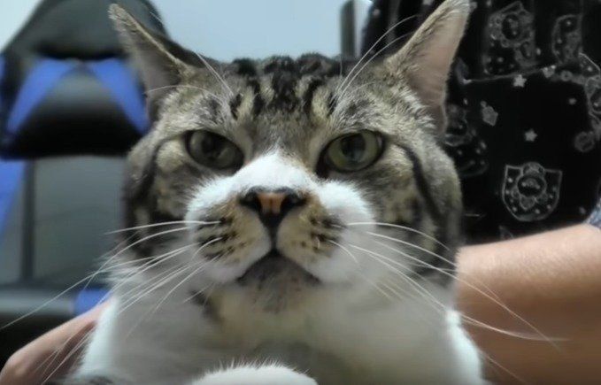 キジトラ猫 リキ