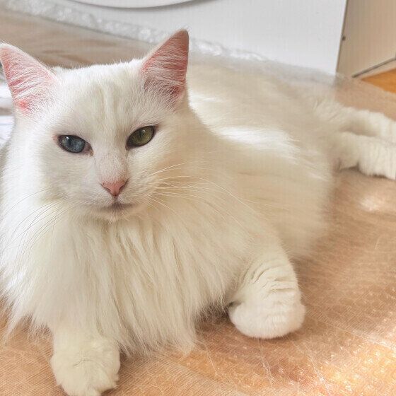 Mix（白）の果南ちゃん♪