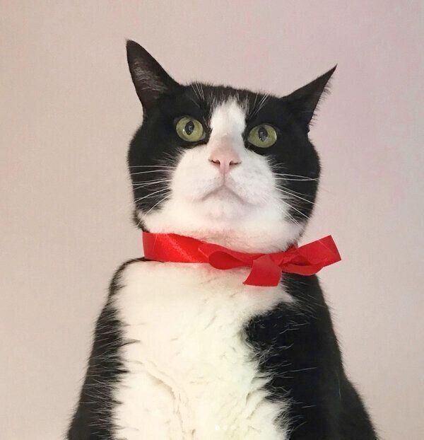 お父さんのことが大好きな猫の「甘えっぷり」が最高! 見た目の渋さと 一番の キキ様♡ その他
