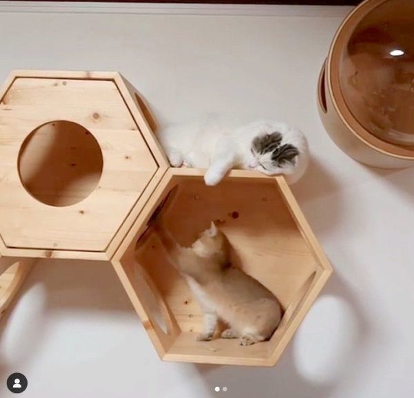 仲良く遊ぶライくんとカイくん