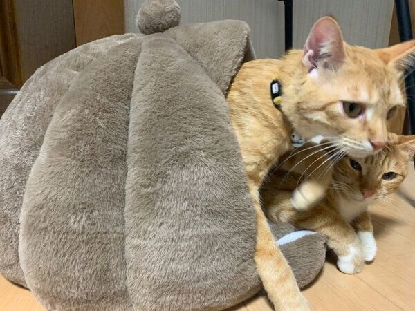 仲良くくつろいでいた、サムくんとツムくん