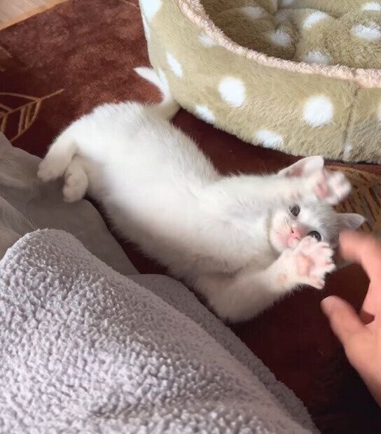 じゃれるむぎくん