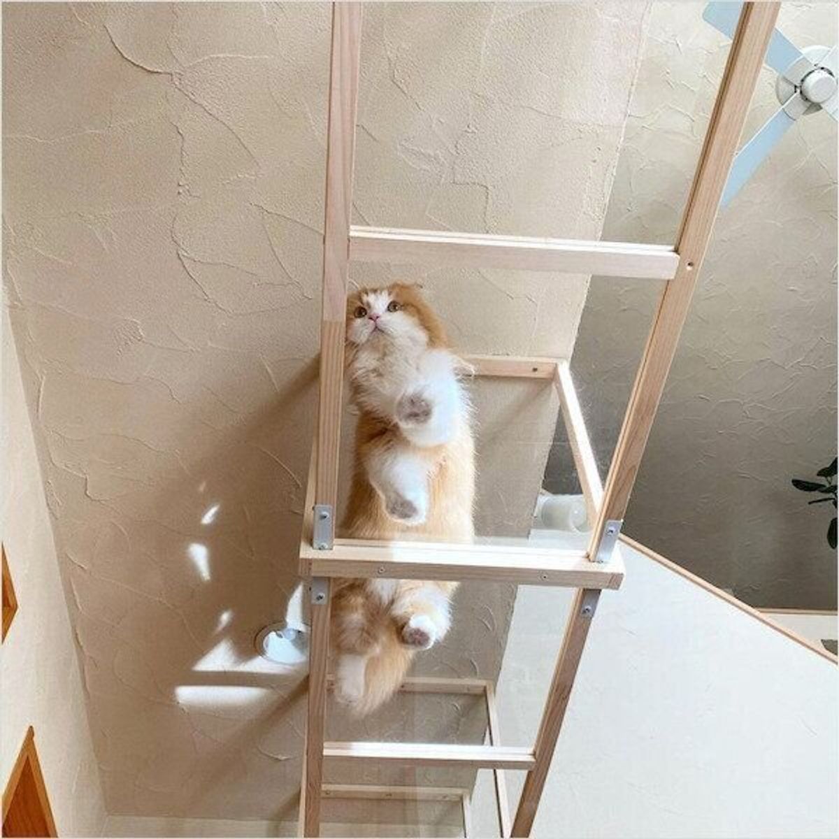 空中散歩で猫の裏側を見放題 透明な Diyキャットウォーク がスゴかった ねこのきもちweb Magazine 空中散歩で猫の裏側を見放題 透明な Diyキャットウォーク がスゴかった ねこのきもちweb Magazine