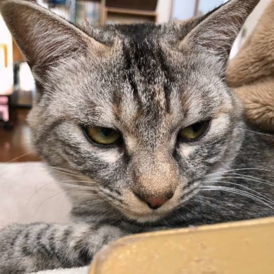 しま模様の入ったサビ柄の猫