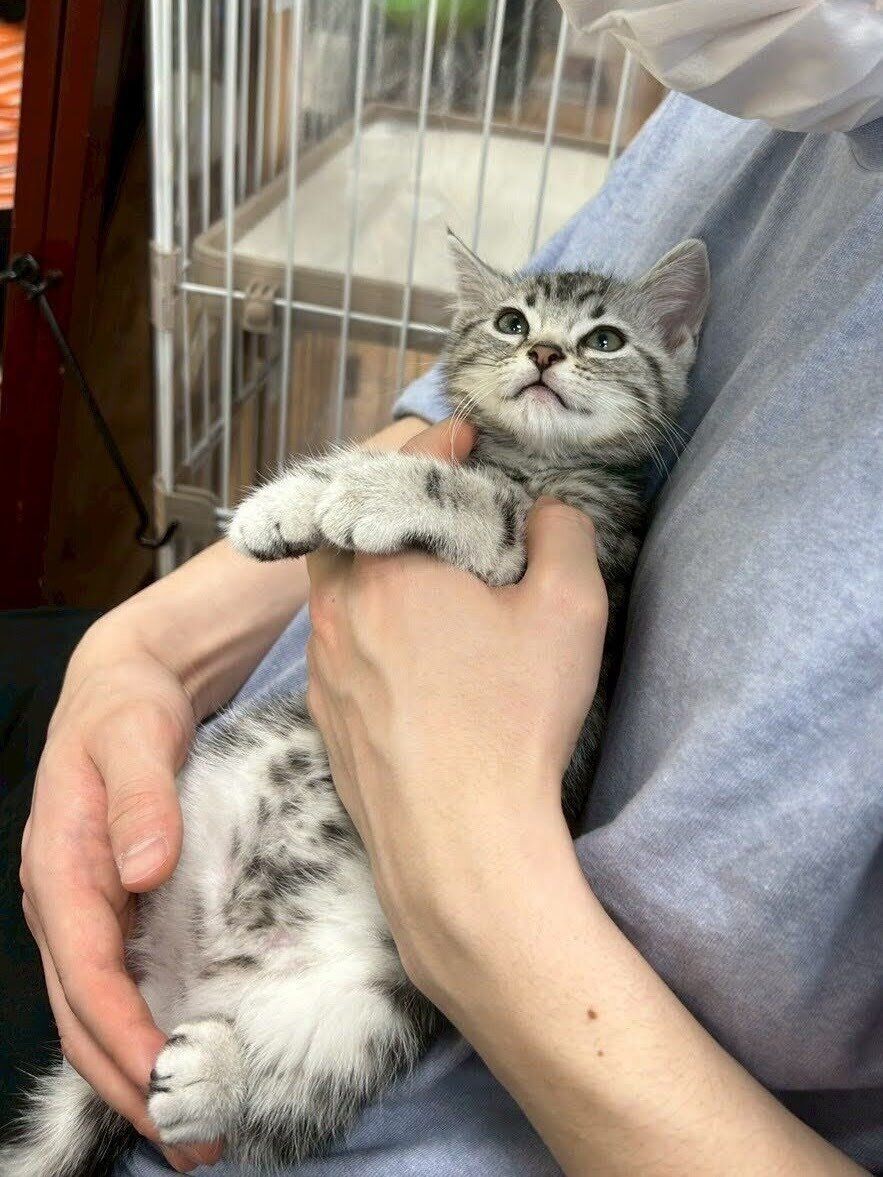 飼い主に抱かれるアメリカンショートヘア