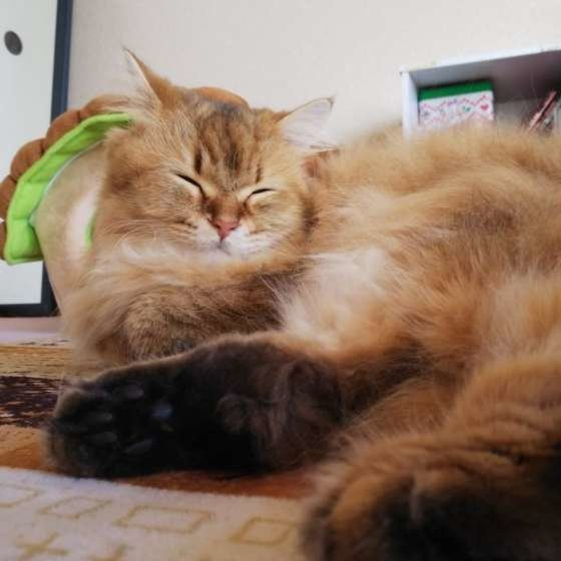 猫界のテディベア といわれる猫 ラガマフィン ねこのきもちweb Magazine 猫界のテディベア といわれる猫 ラガマフィン ねこのきもちweb Magazine