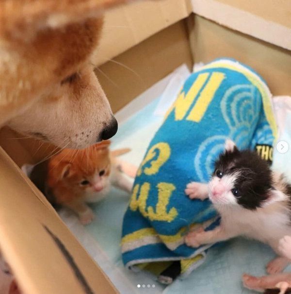 突然出会った4匹の子猫