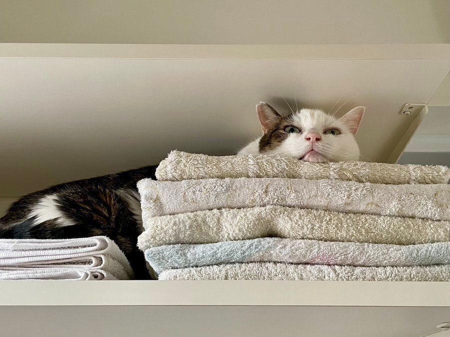 タオルの棚に入る金四郎くん