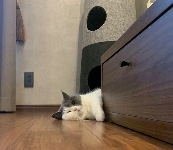 とろけるとろろちゃん