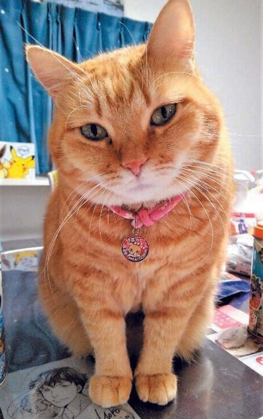 か かわいい 人だと44歳の猫4匹からわかる 中年猫 たちの実態 ねこのきもちweb Magazine か かわいい 人だと44歳の猫4匹からわかる 中年猫 たちの実態 ねこのきもちweb Magazine