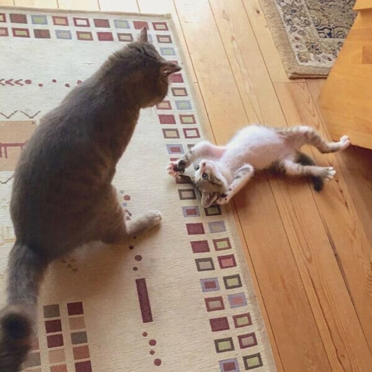 お手上げにゃ と降参する姿に悶絶 先輩猫にぎゅっとされる保護子猫が可愛すぎた ねこのきもちweb Magazine お手上げにゃ と降参する姿に悶絶 先輩猫にぎゅっとされる保護子猫が可愛すぎた ねこのきもちweb Magazine