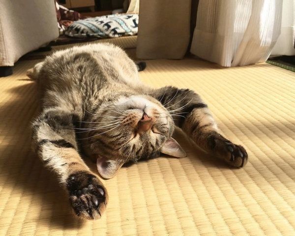 バンザイ寝する猫