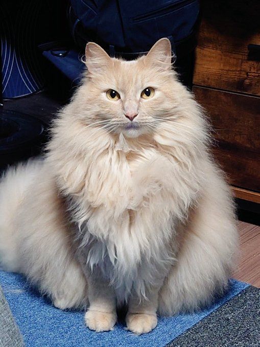 飼い主を見るノルウェージャンフォレストキャット