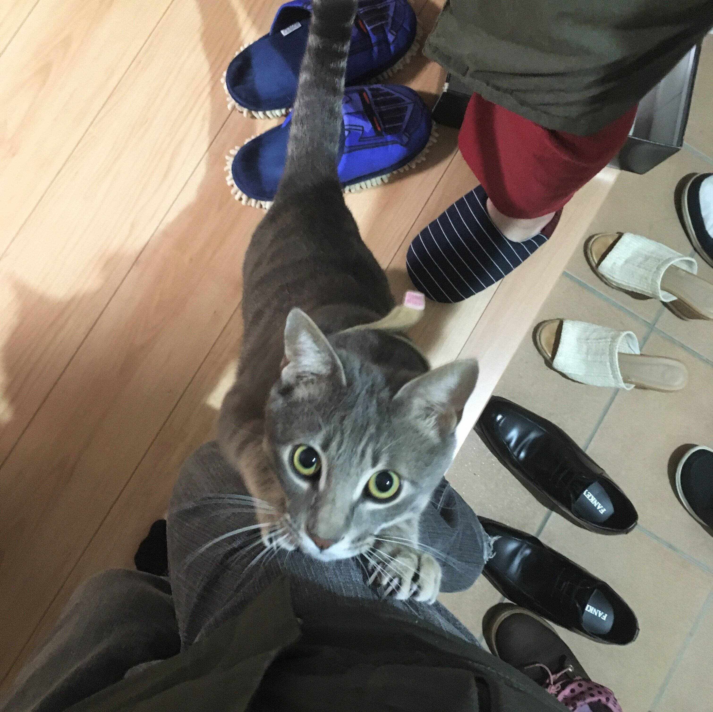 画像／2020年７月号『ねこの「触ってサイン」』