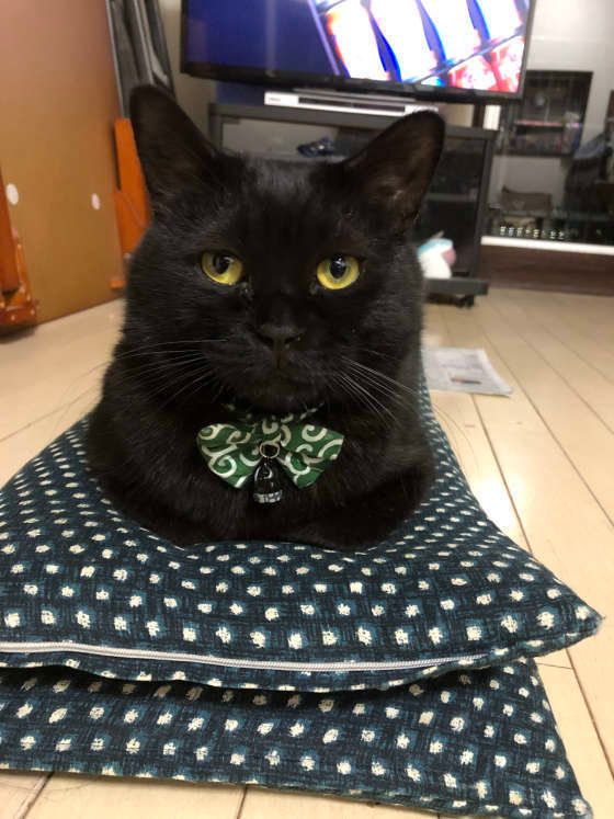 こんぶ君の香箱座り