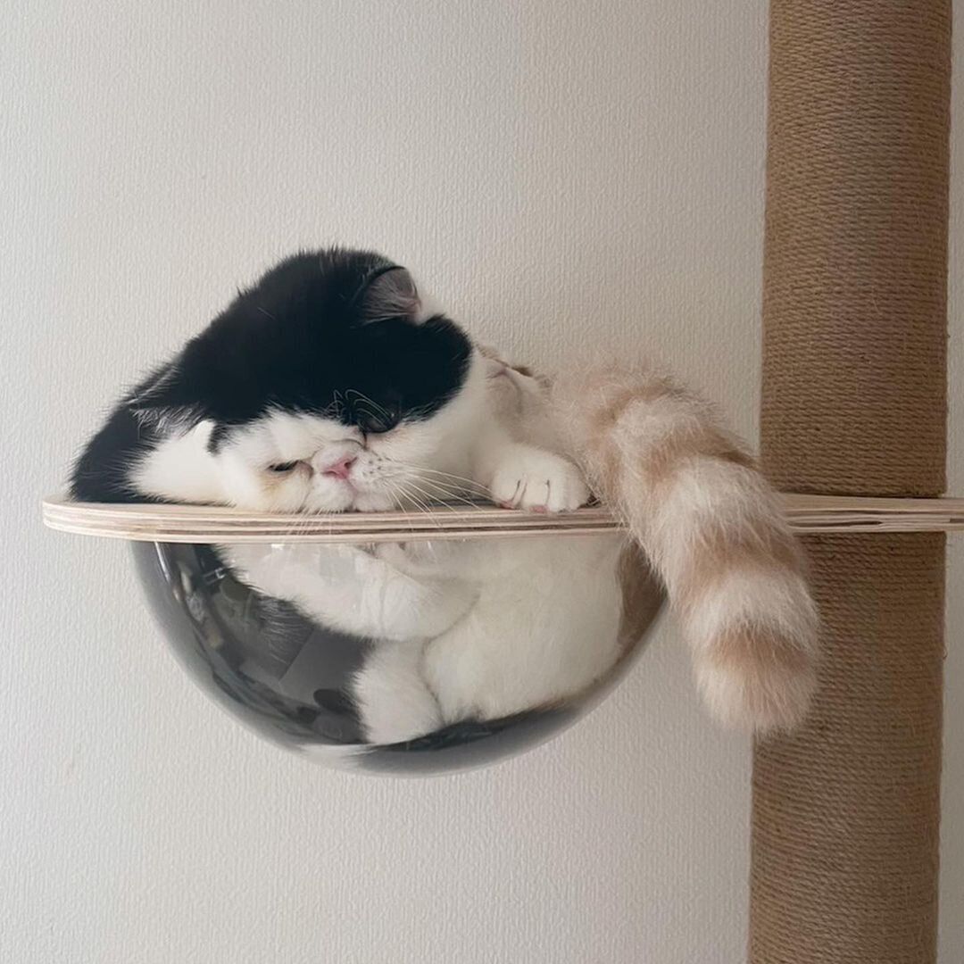 ぎゅうぎゅうになるおかゆちゃんとおにぎりくん