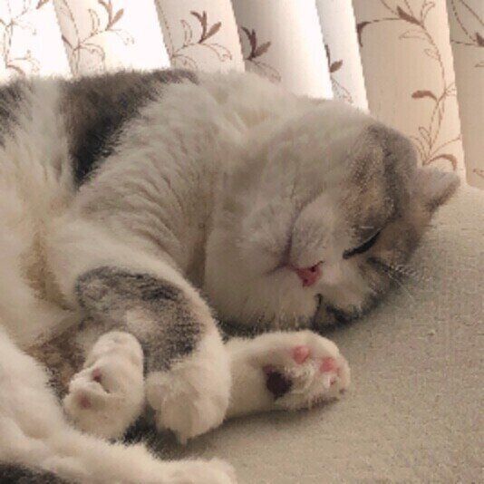 眠るスコティッシュフォールド