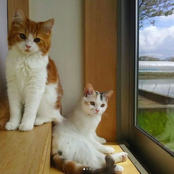 トカゲに気づかないニャンズ