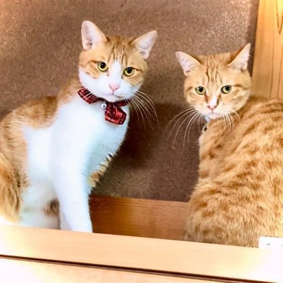 窓際に座る2匹の猫