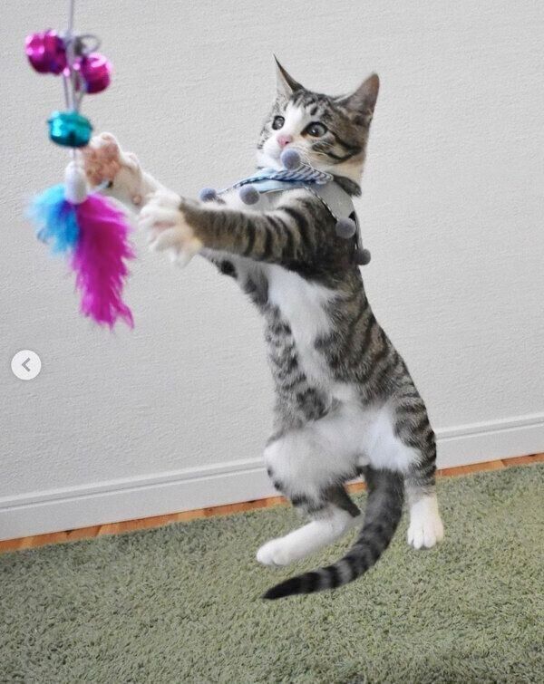 遊ぶチビちゃん