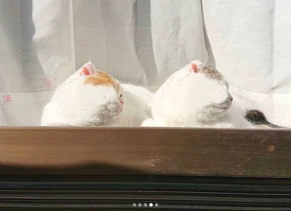 シンクロするライくんといとさん