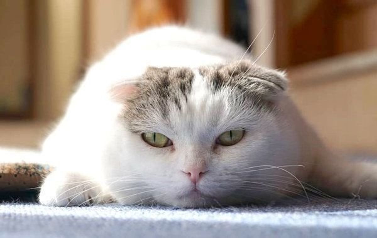 スーパーにゃん マン 撮影されても動じない猫の大物感 ねこのきもちweb Magazine スーパーにゃん マン 撮影されても動じない猫の大物感 ねこのきもちweb Magazine