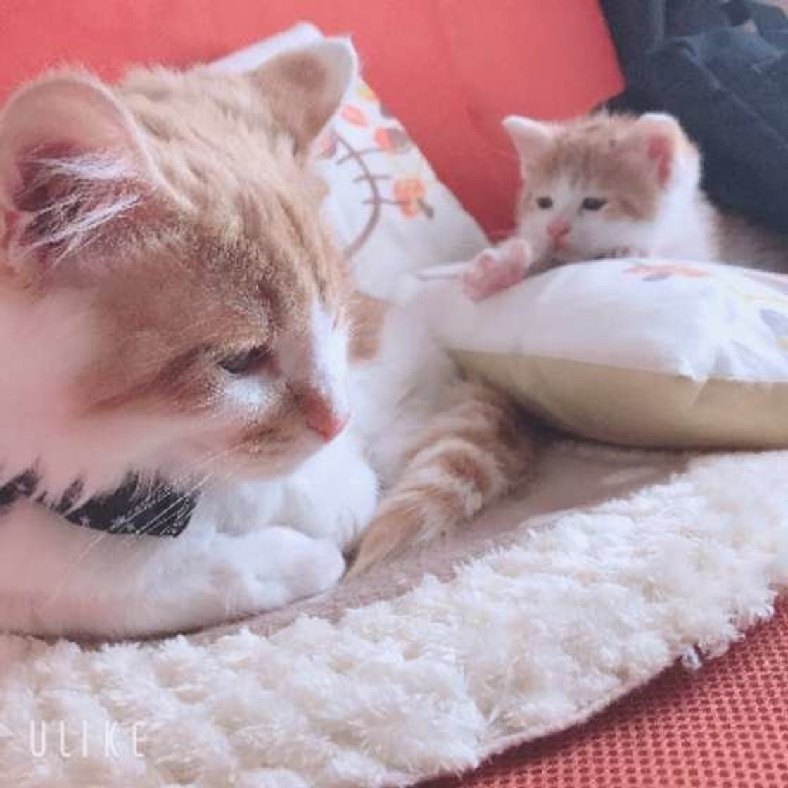 猫好きさん必見 絆に感動 かわいくて仲良しな猫の親子特集 ねこのきもちweb Magazine 猫好きさん必見 絆に感動 かわいくて仲良しな猫の親子特集 ねこのきもちweb Magazine
