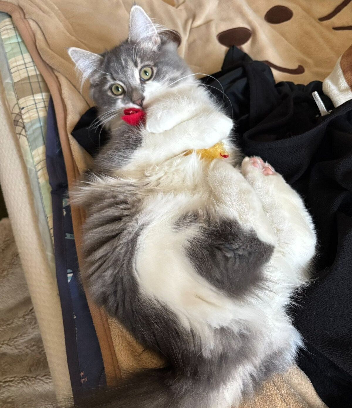 おもちゃで遊ぶしらすくん
