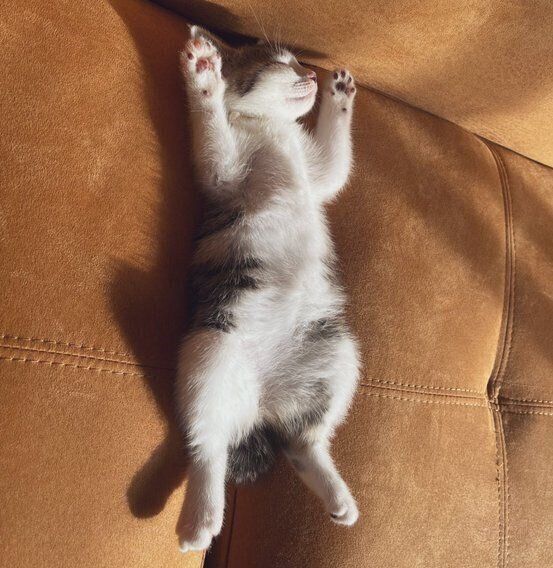 へそ天寝をするむぎちゃん