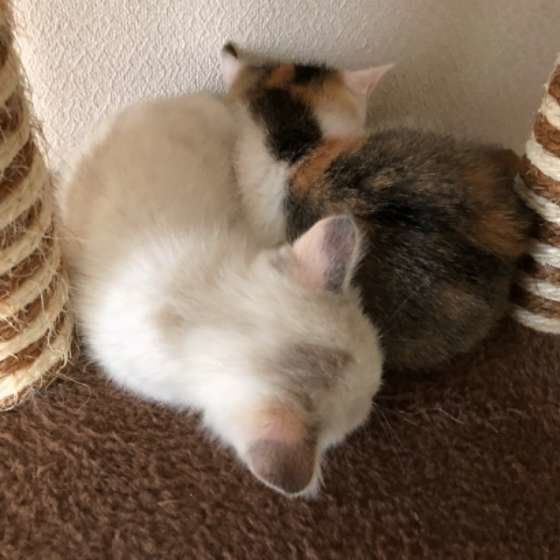 くっついて眠る2匹の猫